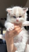 Ragdoll Cats for sale in 2481 Avian Loop, Kissimmee, FL 34741, USA. price: $1,500