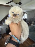 Ragdoll Cats for sale in Butler, PA 16001, USA. price: $1,500