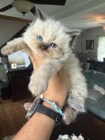 Ragdoll Cats for sale in Butler, PA 16001, USA. price: $1,500
