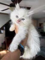 Ragdoll Cats for sale in Butler, PA 16001, USA. price: $1,400