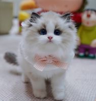 Beautiful loving ragdoll boy