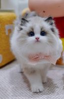 Ragdoll Cats for sale in Los Angeles, CA, USA. price: $2,900