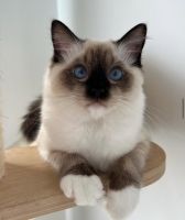 Ragdoll Cats for sale in Federal Way, WA, USA. price: NA