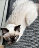 Ragdoll Cats for sale in Federal Way, WA, USA. price: NA