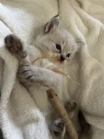 Baby Chai Ragdoll Kitten