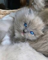 Ragdoll Cats for sale in Los Angeles, CA, USA. price: $2,000
