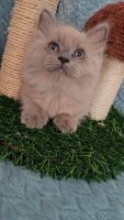 TICA Registered Ragdoll Kittens –***