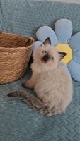 TICA Registered Ragdoll Kittens –***