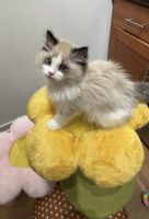 Beautiful ragdoll boy