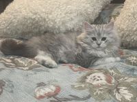 Persian ragdoll