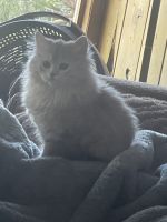 Ragdoll Cats for sale in Running Springs, CA 92382, USA. price: $1,000