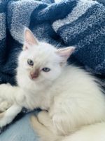 5 Ragdoll kittens