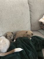 Ragdoll Kittens