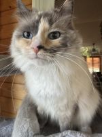 Ragdoll Cats for sale in DeForest, WI 53532, USA. price: $25