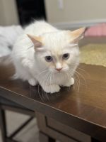 Flame point ragdoll kittens