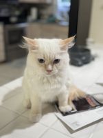 Flame point ragdoll kittens