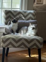 Ragdoll Cats for sale in Clayton, NC, USA. price: $200