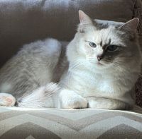 Beautiful purebred, ragdoll male