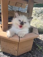 Ragdoll kittens