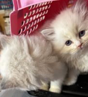 Two kittens left for sale ragdolls bicolor