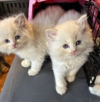 Two kittens left for sale ragdolls bicolor