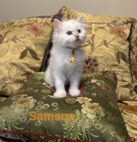 RAGDOLL PERSIAN KITTENS