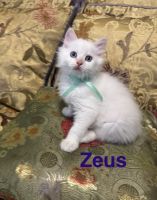 RAGDOLL PERSIAN KITTENS