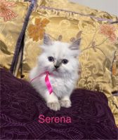 Ragdoll Cats for sale in Simi Valley, CA, USA. price: NA