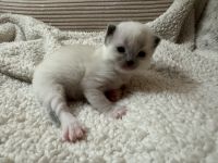 Ragdoll kittens available ❤️