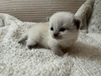 Ragdoll kittens available ❤️