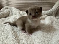 Ragdoll kittens available ❤️