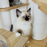 Ragdoll Cats for sale in Escondido, CA, USA. price: $1,000