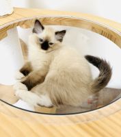 Ragdoll kitten