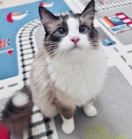 Ragdoll Cats for sale in Folsom, CA, USA. price: $200