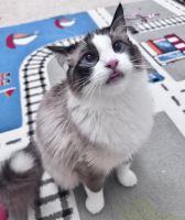 One year Old Ragdoll Male – Vaccinated & Microchipped – Folsom, CA