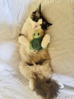 One year Old Ragdoll Male – Vaccinated & Microchipped – Folsom, CA