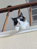 One year Old Ragdoll Male – Vaccinated & Microchipped – Folsom, CA