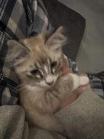 Half Ragdoll/ Half Siberian Kitten