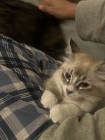 Half Ragdoll/ Half Siberian Kitten