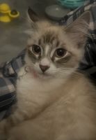 Ragdoll Cats for sale in Alameda, CA 94501, USA. price: $500
