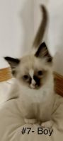 Ragdoll Cats for sale in Evansville, IN, USA. price: $850