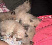 Gorgeous Ragdoll kittens!! ????