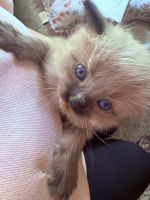 Ragdoll Cats for sale in Oshkosh, WI, USA. price: $800