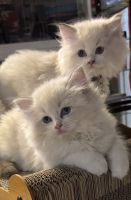 Ragdoll fluffy blue eyed Kittens for sale