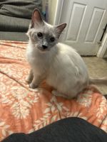 Ragdoll Cats for sale in Flint, MI 48503, USA. price: $700