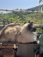 Ragdoll Cats for sale in 8134 Adliswil, Switzerland. price: 700 CHF