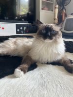 Purebred Ragdoll Cat - Izzy