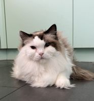 Purebred Ragdoll Cat - Mucho