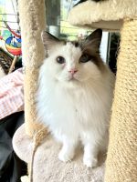 Ragdoll Cats for sale in 8134 Adliswil, Switzerland. price: 500 CHF