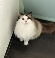 Purebred Ragdoll Cat - Mucho